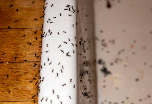 Best Pest Control for Homes  in Urania, LA
