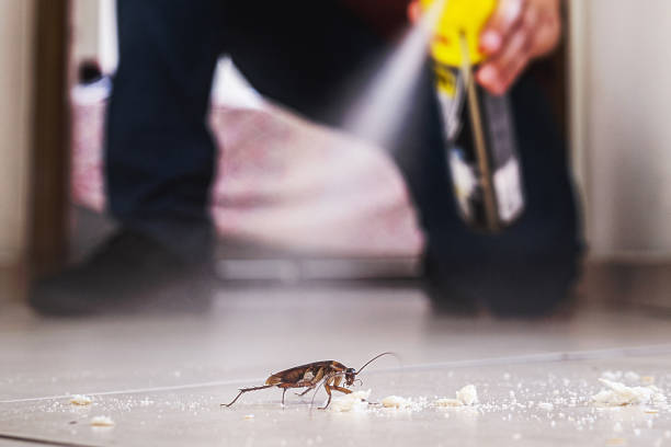 Best Mosquito Control Services  in Urania, LA
